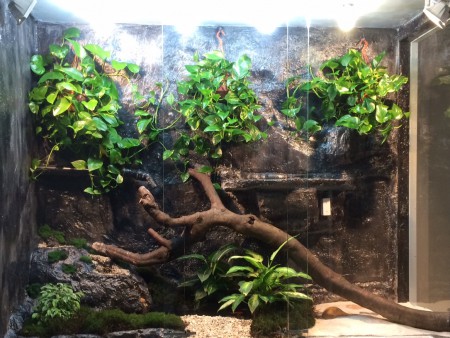 BOA CONSTRICTOR IMPERATOR (ALBRECHT)